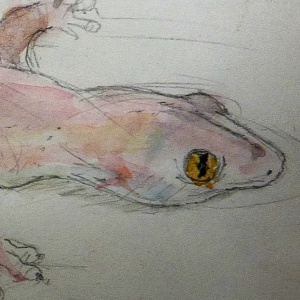 Margouillat 2